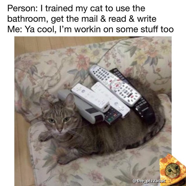 Cat covered in remote controls.