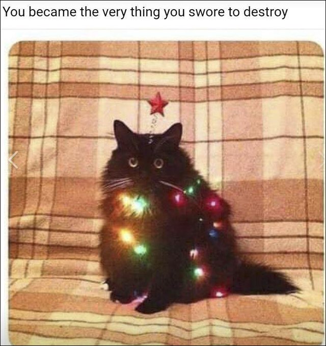 Cats vs Christmas trees