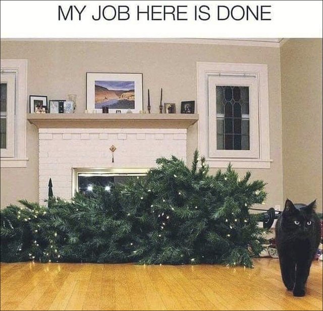 Cats vs Christmas trees