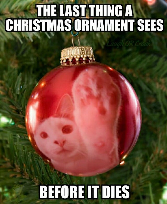 Cats vs Christmas trees