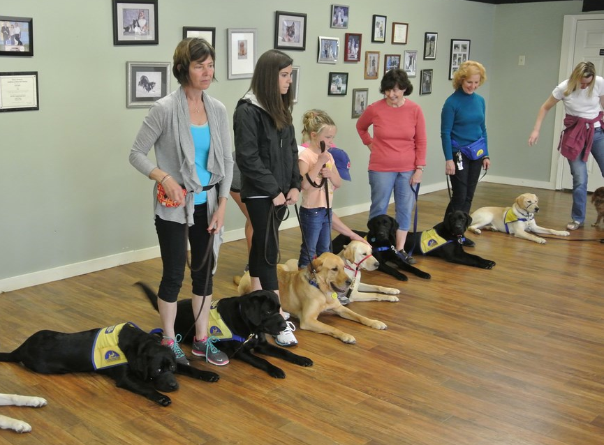 steps to training a service dog