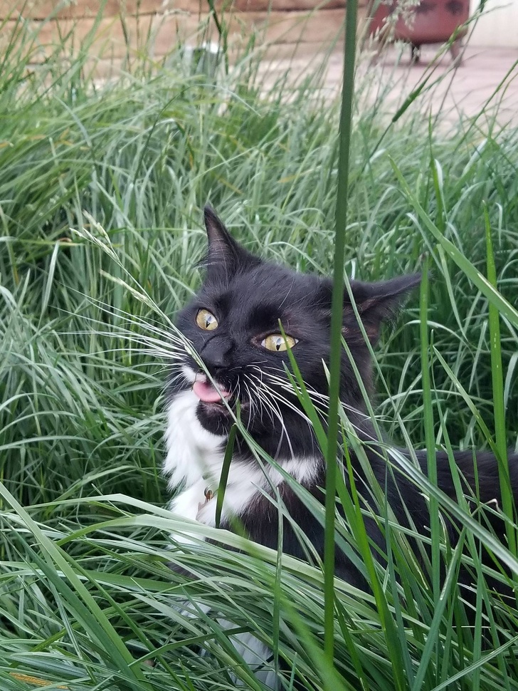 12 Hábitos extraños de los gatos que por fin tienen una explicación