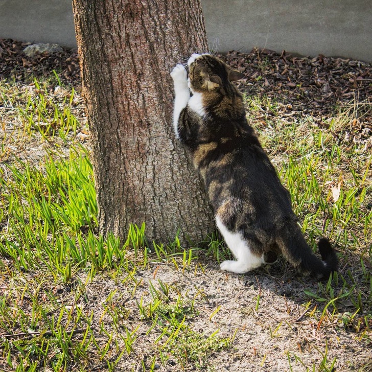 12 Hábitos extraños de los gatos que por fin tienen una explicación