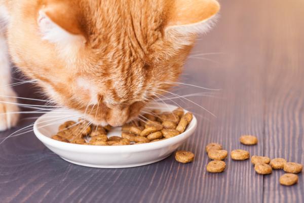 Resultado de imagen de gato sacando comida del plato