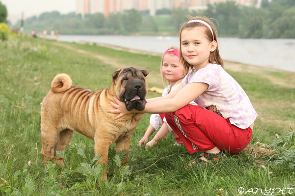 Resultado de imagen de Shar pei kids