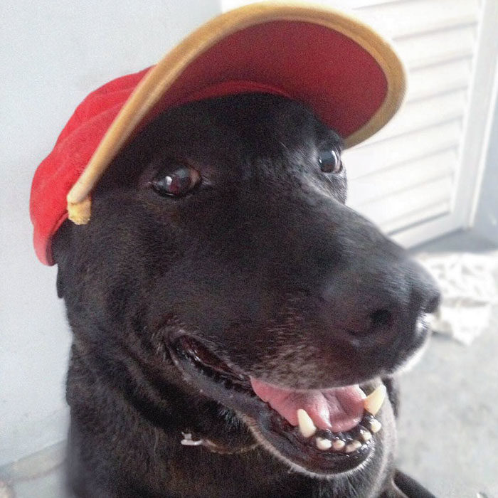 Perrito trabajando en una gasolinera con uniforme 