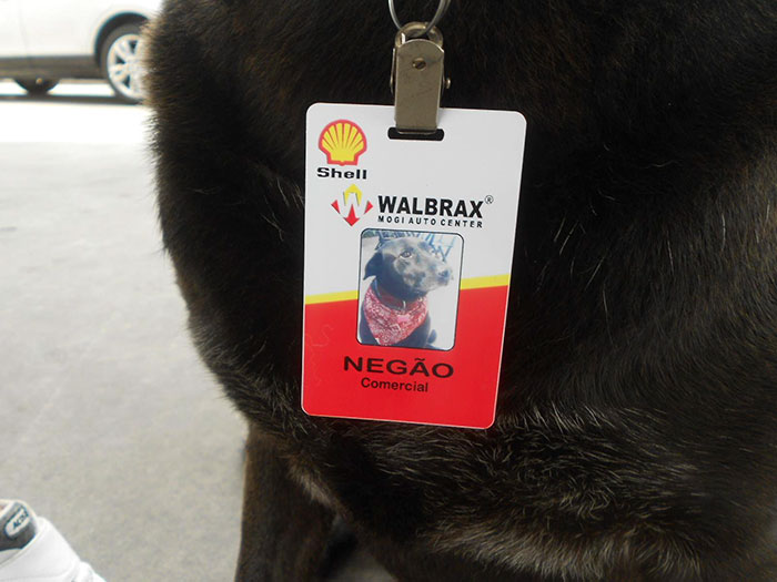 Perrito trabajando en una gasolinera con uniforme 