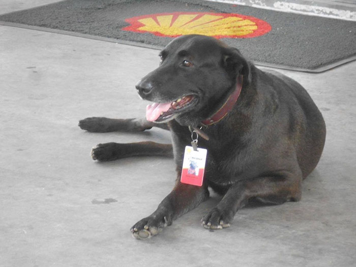 Perrito trabajando en una gasolinera con uniforme 