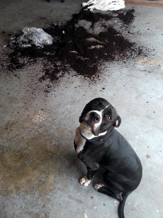 Perro que esta sentado en el piso frente a un montón de tierra 