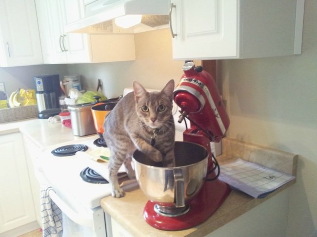 gato metiendo sus patas dentro de una batidora 