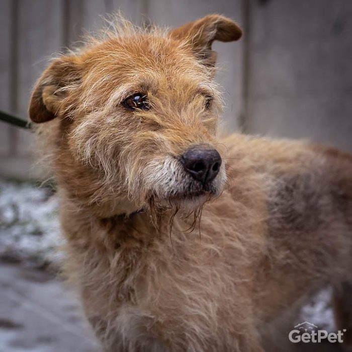 perrito de la calle 