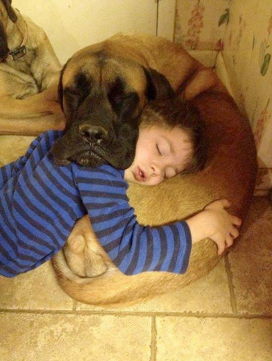 sleeping dog pillow 1