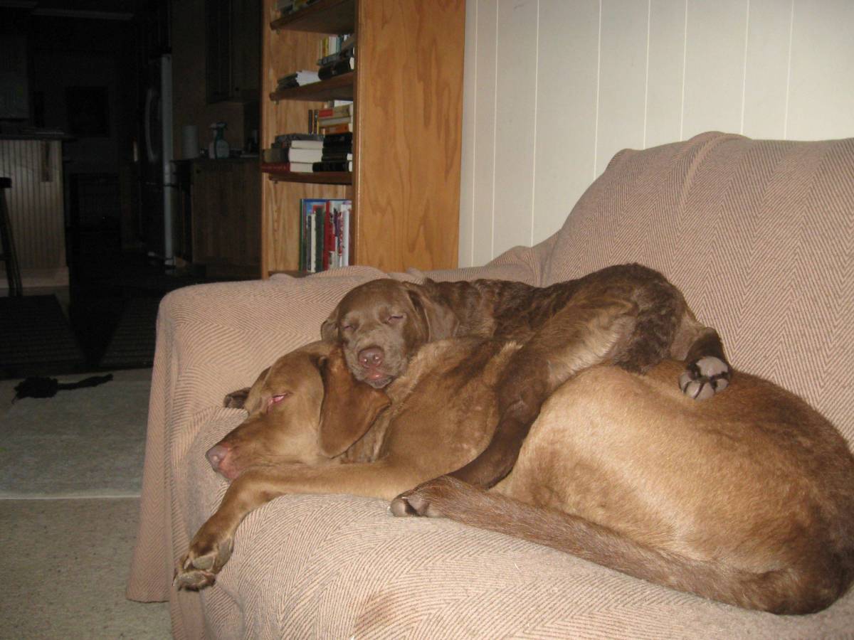 sleeping dog pillow 8