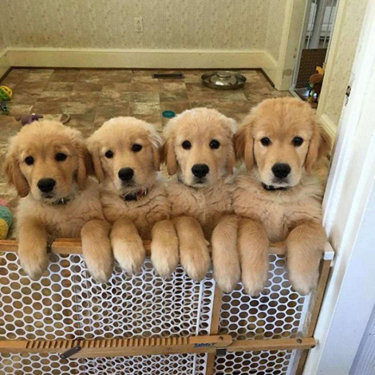 amys3goldens