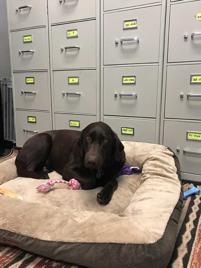 Sammy Is The Official Emotional Support And Greeter Dog At The Psychiatrist Office Where I Work. Licks And Love Are His Specialties