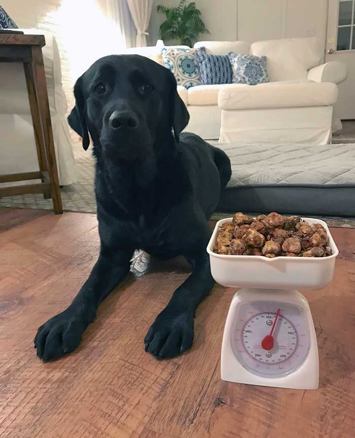 My Truffle Hunter With The 18oz Of White Truffles She Found Today