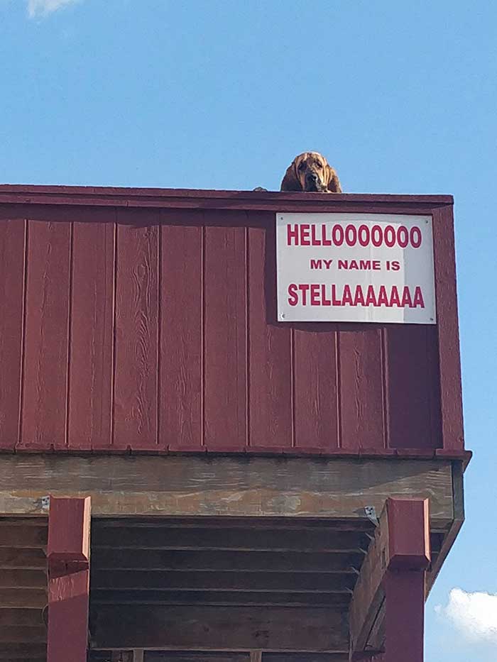 This Bar I Go To Has A Roof Where The Security Guard Stays In One Spot To Welcome Guests