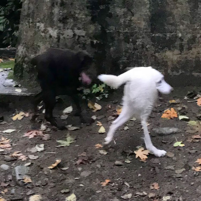 When The Panorama Option Makes Your Dogs Look Like Sonic The Hedgehog