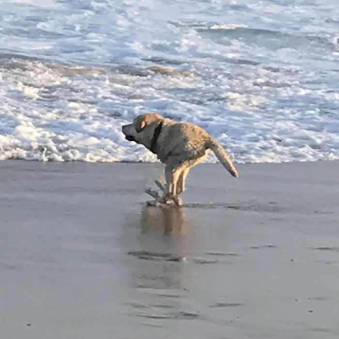 Kangaroo Dog In Full Flight