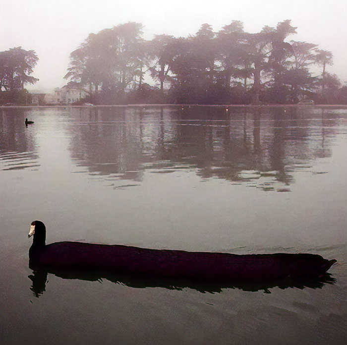 Duck Limo Service, Anyone?