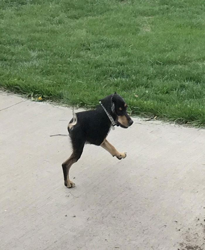 Pano Of My New Backyard When My Dog Decided To Run Through It