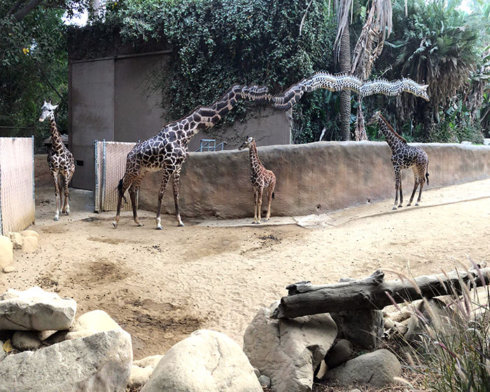 Giraffe Walking While I Was Taking A Panoramic Photo