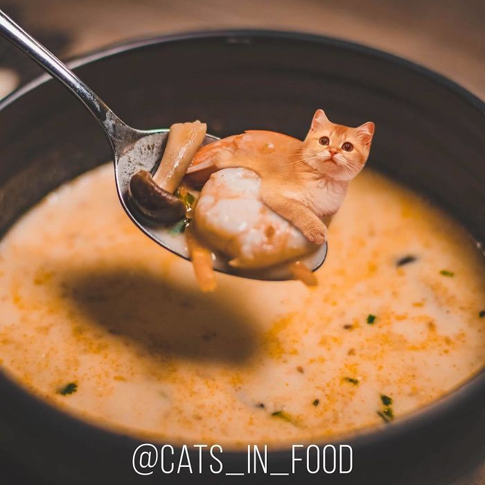 Cats In Food Photoshop