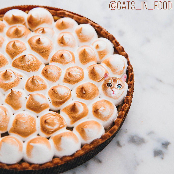 Cats In Food Photoshop