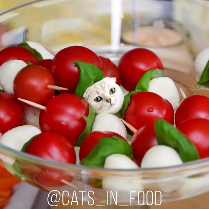 Cats In Food Photoshop