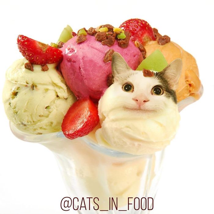 Cats In Food Photoshop