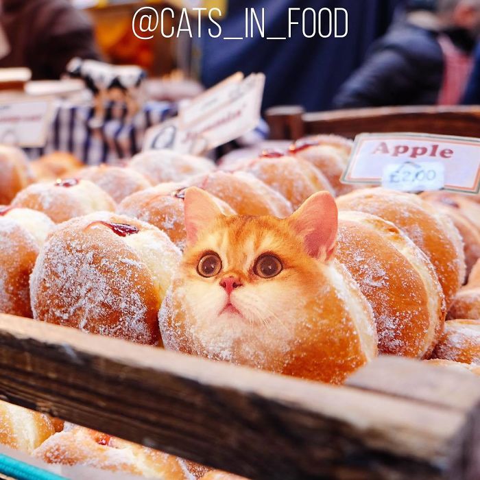 Cats In Food Photoshop