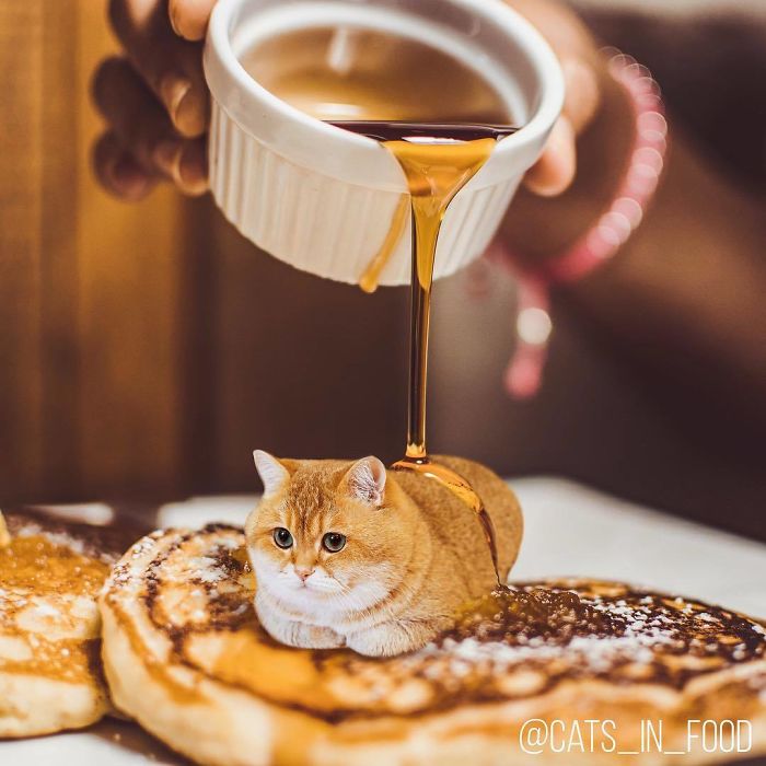 Cats In Food Photoshop