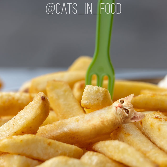 Cats In Food Photoshop