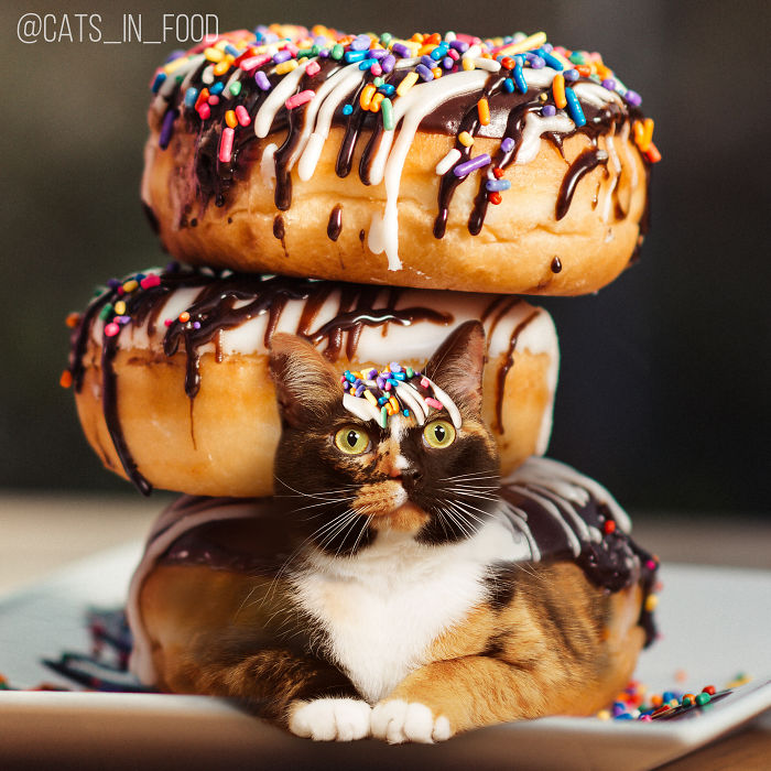 Cats In Food Photoshop