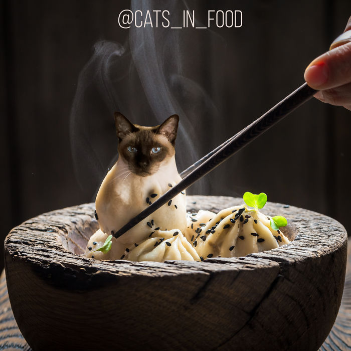 Cats In Food Photoshop