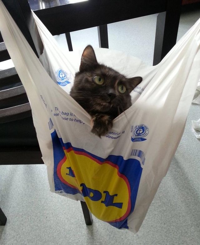 Cat using a plastic bag as a hammock