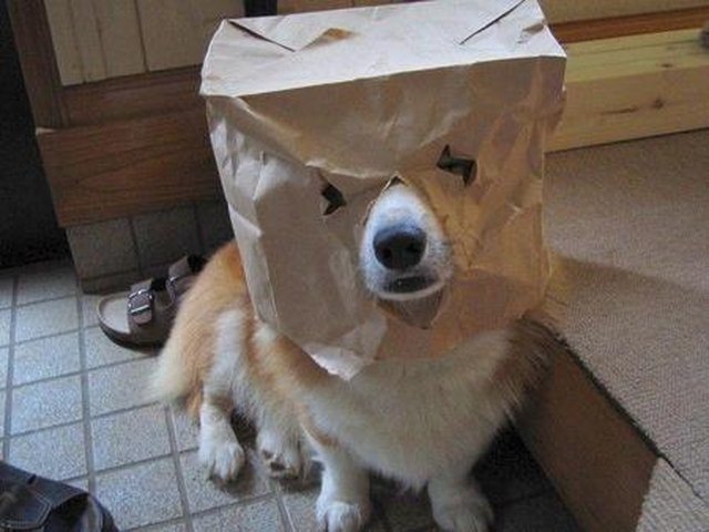 Corgi wearing a paper bag with eyes and snout hole