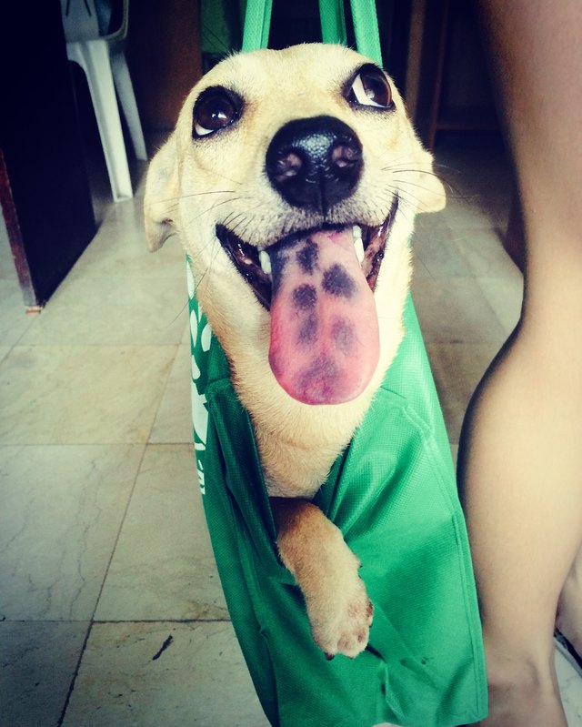 Dog really happy about getting a ride in a tote bag