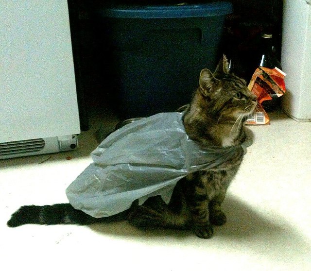 Cat wearing a plastic bag like a cape