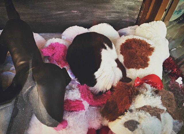 Cat curled up with stuffed animals.