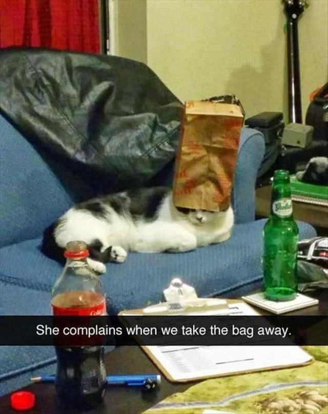 Cat likes having a paper bag on her head for some reason