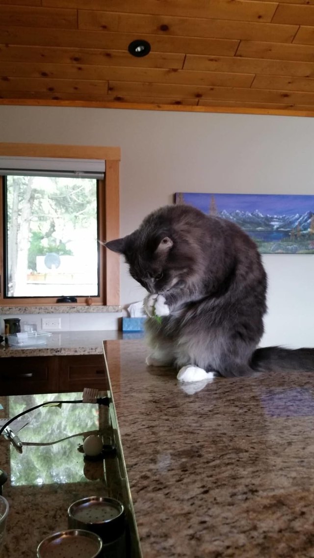 Cat eating a spinach leaf funny