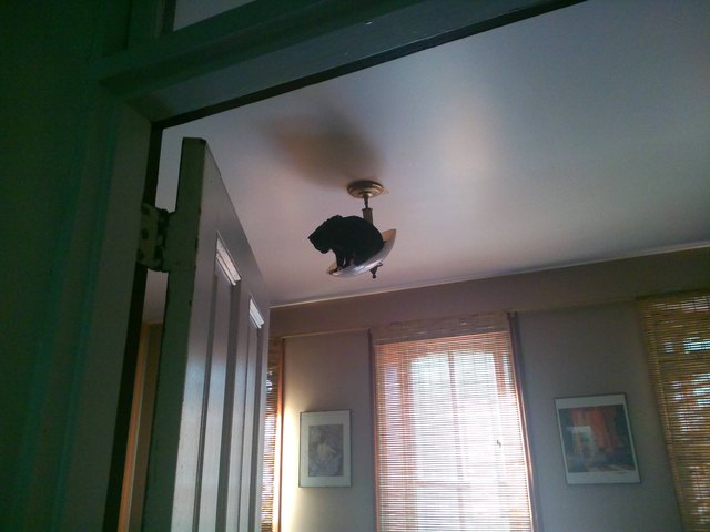 Cat climbed to the light fixture and now he