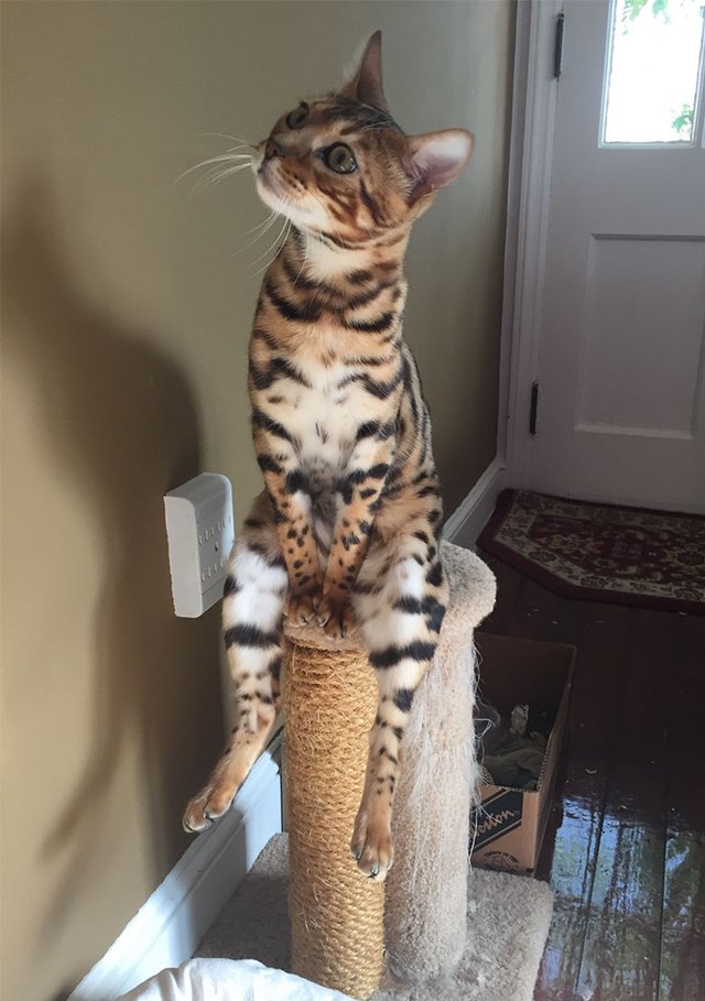 Cat sitting on his scratching post like a people