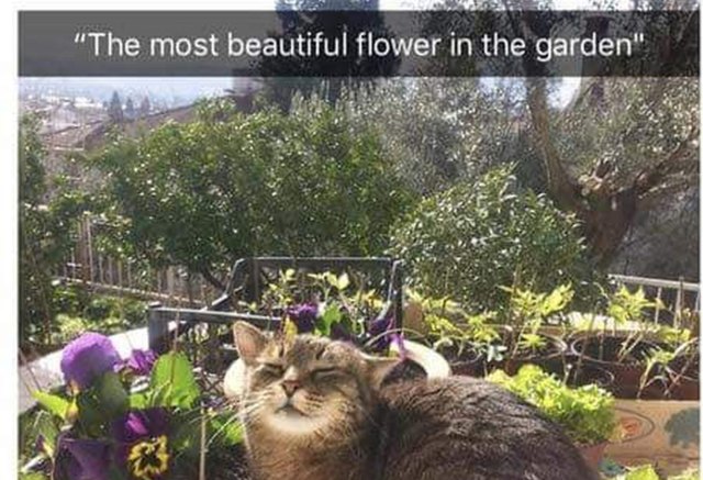 cat in a flower pot