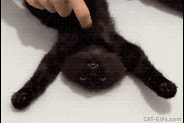 black kitten getting a belly rub
