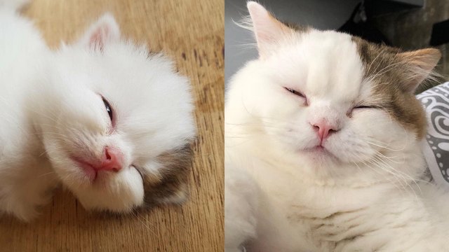 Side by side photos of cat as a kitten and as an adult.