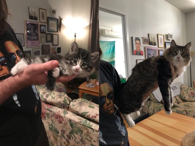 Side by side photos of cat as a kitten and as an adult.