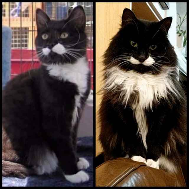 Side by side photos of cat as a kitten and as an adult.