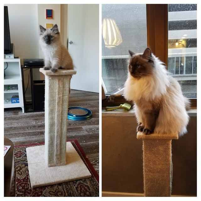 Side by side photos of cat as a kitten and as an adult.